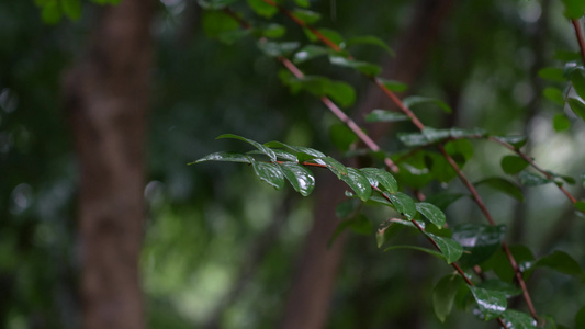 下雨天视频