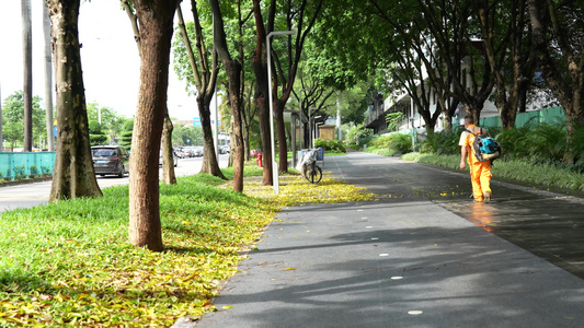 道路落叶视频