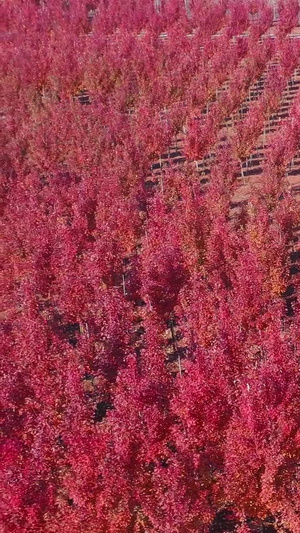 秋季的红枫林航拍视频防护林29秒视频