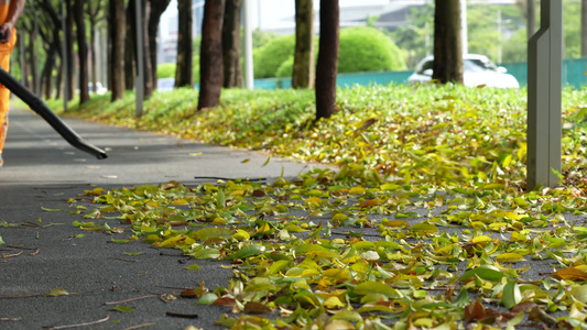 道路落叶视频