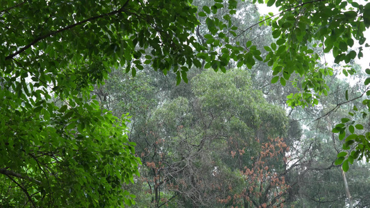 下雨天视频