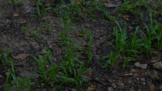 下雨天视频