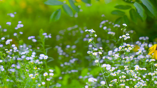 夏季小野花视频