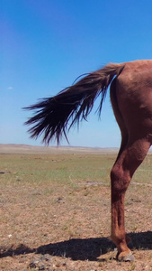 拍摄蓝天下草原上悠闲吃草的马群内蒙古视频
