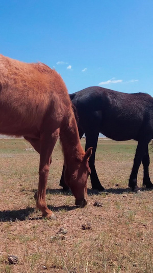 拍摄蓝天下草原上悠闲吃草的马群内蒙古77秒视频