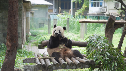 国宝大熊猫视频