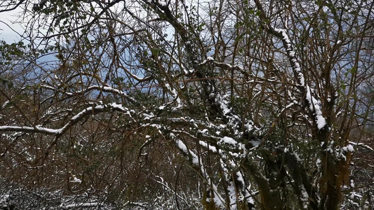 冬天雪景雾凇贵州梵净山 视频