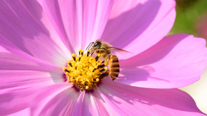 蜜蜂采蜜升格视频35秒视频