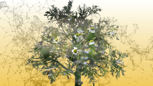 由树和卡米花上两三维动画组成的混合介质视频