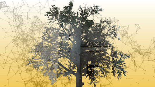 树形三维动画视频