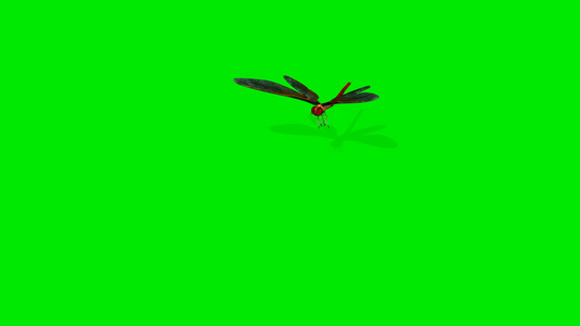 3D 绘制在绿屏上隔离的飞动画视频