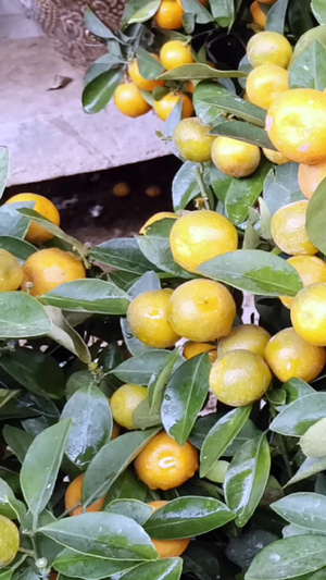 实拍金橘树观赏植物18秒视频