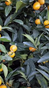 实拍金橘树观赏植物视频