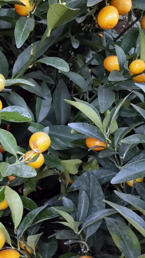 实拍金橘树观赏植物18秒视频