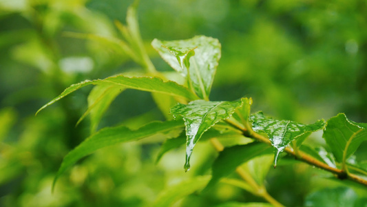 下雨天的情景[景况]视频