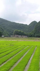 节气芒种合集宣传片视频