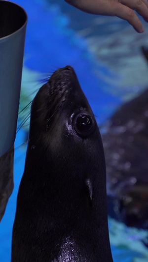 海洋公园海豹表演国际海豹日25秒视频