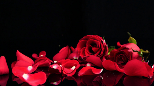 升格玫瑰花红玫瑰玫瑰花瓣鲜花视频
