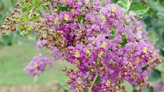 紫薇花、夏紫薇、蜜蜂视频