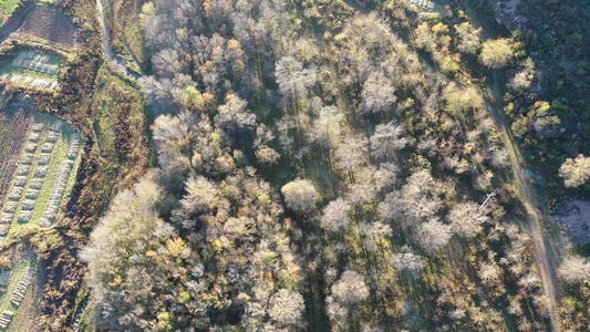 航拍秋天森林景色视频