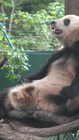 国宝大熊猫4A景点45秒视频