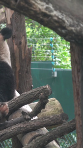 国宝大熊猫野生动物园视频
