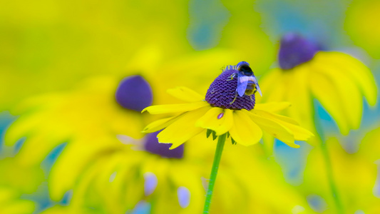 小野花上的蜜蜂视频