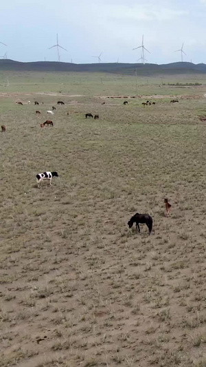 航拍草原上的牛群内蒙古143秒视频