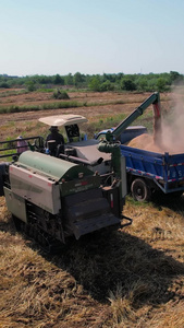 航拍收割机收割麦子传送到运粮车上机械化农业视频