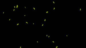 带通道落叶飘零10秒视频