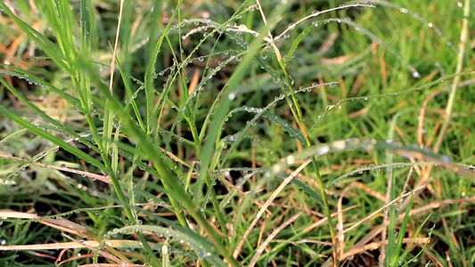 清晨露珠草地和暖调光影视频