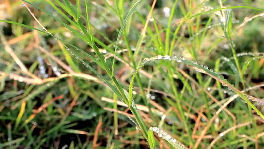 清晨露珠草地和暖调光影视频