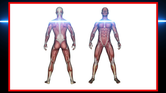 人体解剖扫描男性肌肉视频