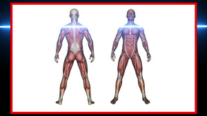 人体解剖扫描男性肌肉13秒视频
