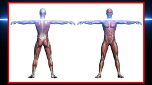 人体解剖扫描男性肌肉13秒视频