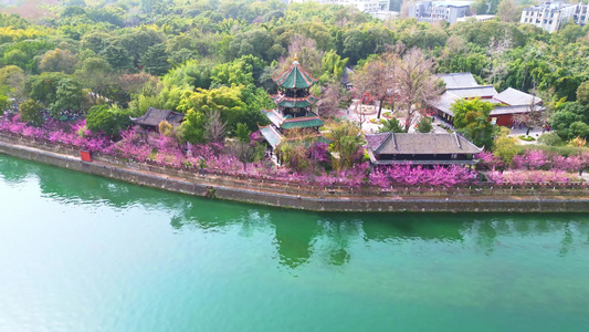 四川成都望江楼古建筑春天樱花园林风景高视角航拍视频