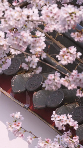 春天粉色浪漫樱花素材樱花树视频