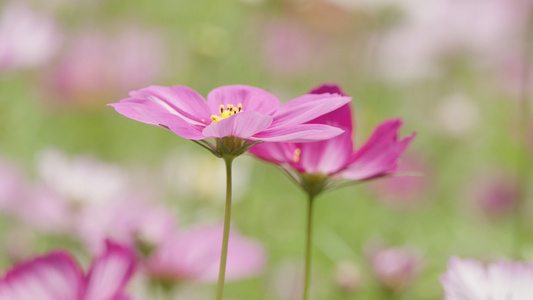 春天花朵盛开花儿绽放花海视频