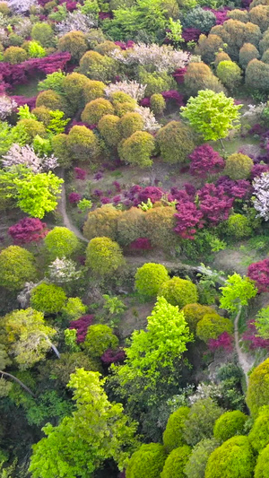 宁波奉化雪窦山春季姹紫嫣红的树林五颜六色41秒视频