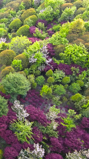 宁波奉化雪窦山春季姹紫嫣红的树林5A景区41秒视频