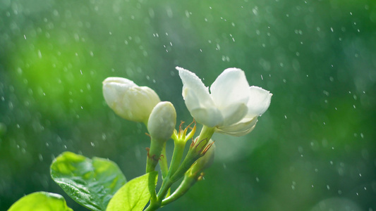 清新绿色水散茉莉花视频