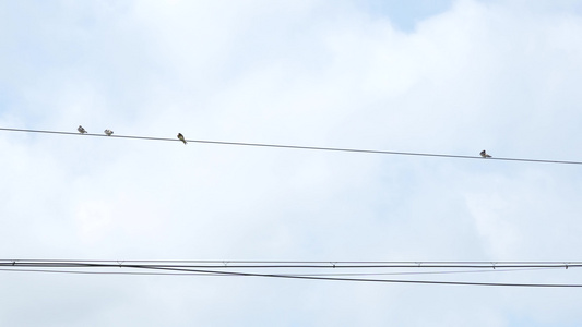 电线杆上的鸟儿实拍视频