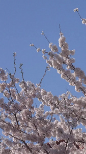 青岛春季风光盛开的樱花视频视频