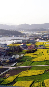 航拍田园油菜花视频