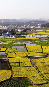 航拍田园油菜花视频