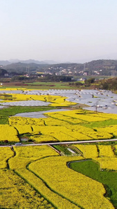 航拍田园油菜花视频