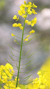 城市春天花季樱花盛开素材生机勃勃视频