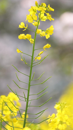 城市春天花季樱花盛开素材生机勃勃59秒视频