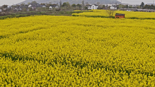 中国油菜花田航拍视频