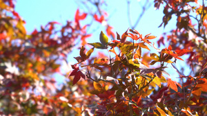 4k实拍入秋的枫叶109秒视频